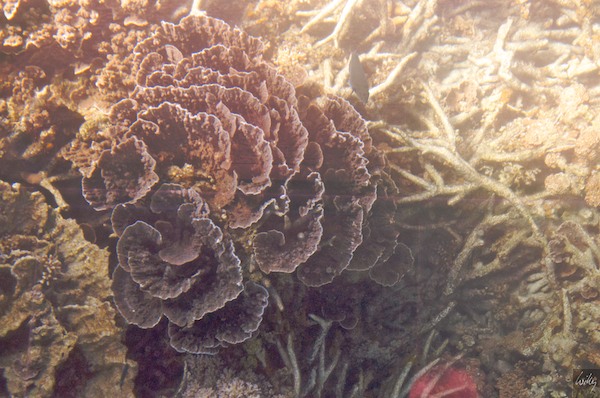 AustraliaPerth 10  115